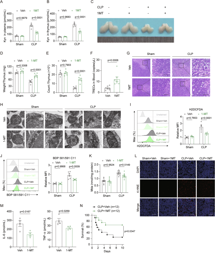 Fig. 5: IDO1 inhibitor 1-MT curtails Kyn-AhR signaling cascade to mitigate thymic ferroptosis and sepsis survival.
