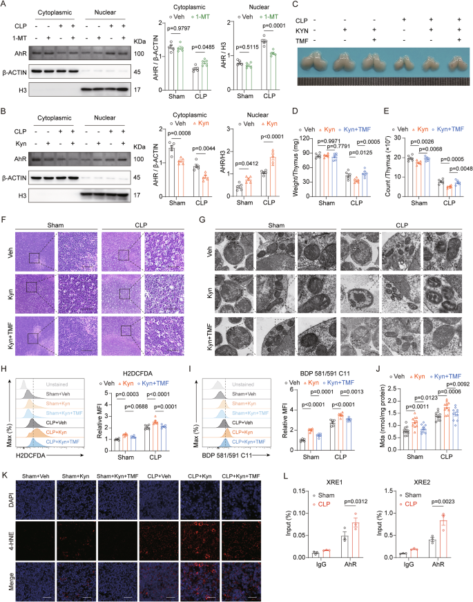 Fig. 6: Kyn-activated AhR promotes lipid peroxidation in thymocytes of CLP mice.