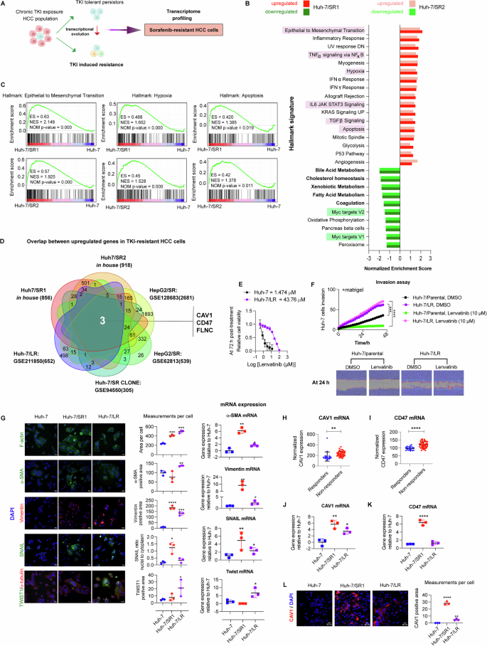 Fig. 1: Discovery of CAV1 as a driver of pan-tyrosine kinase inhibitor resistance in HCC.