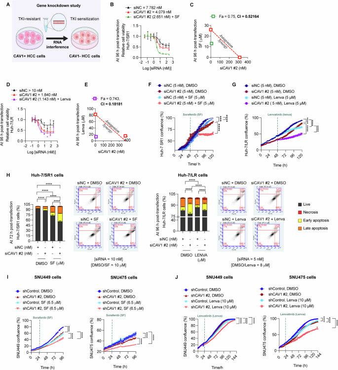 Fig. 3: Downregulation of CAV1 restores sensitivity of TKI-resistant HCC cells to sorafenib and lenvatinib.