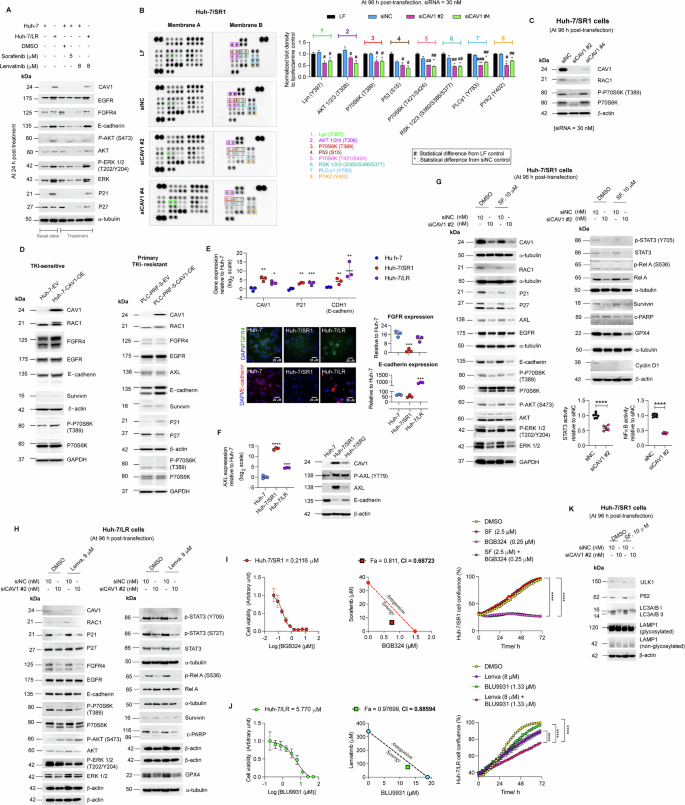 Fig. 4: CAV1 regulates distinct molecular pathways in primary and acquired TKI resistance.