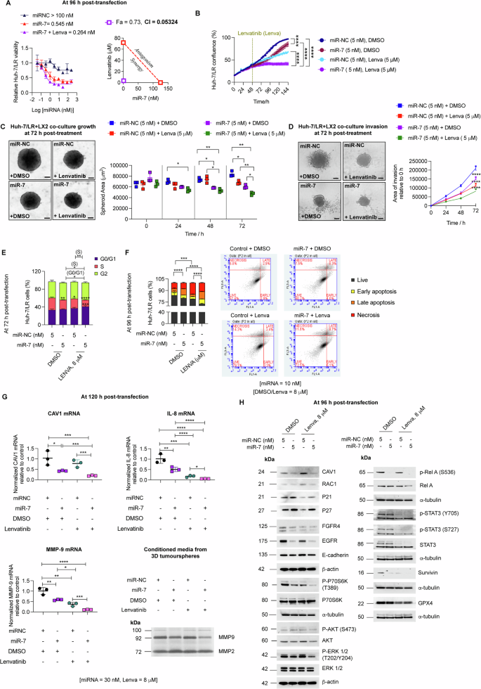 Fig. 6: miR-7 and lenvatinib synergistically suppress FGFR4/P70S6K/ERK and NFκB-mediated survival signalling downstream of CAV1 in Huh-7/LR cells.