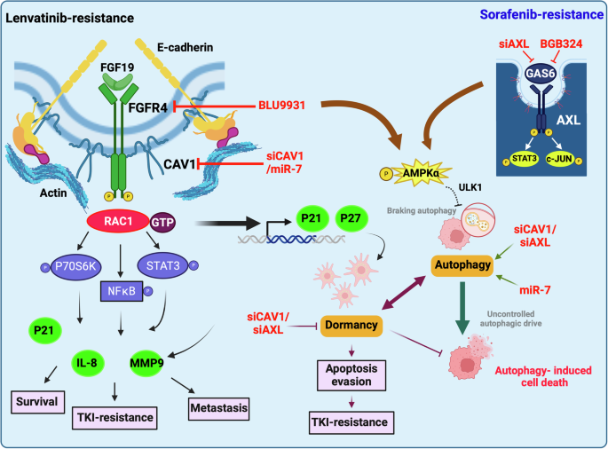 Fig. 8: A proposed model for overcoming TKI resistance via targeting the CAV1 and AXL pathways.