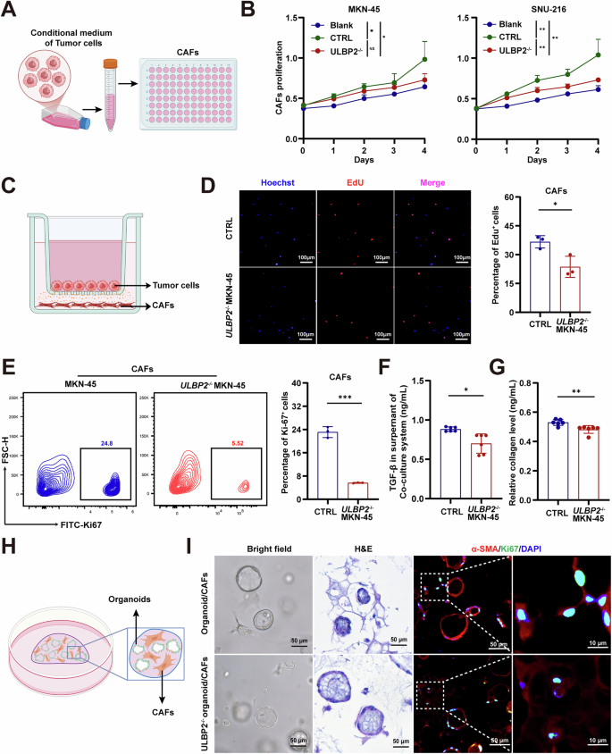 Fig. 4: ULBP2 promotes CAF activation via TGF-β signalling in GC.