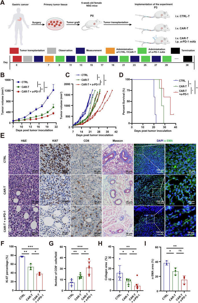 Fig. 7: ULBP2 CAR-T cells alone or in combination with anti-PD-1 improves survival of NSG mice bearing patient-derived xenografts.