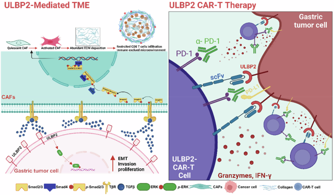 Fig. 8: ULBP2 CAR-T cells potentiate anti-PD-1 efficacy in GC.