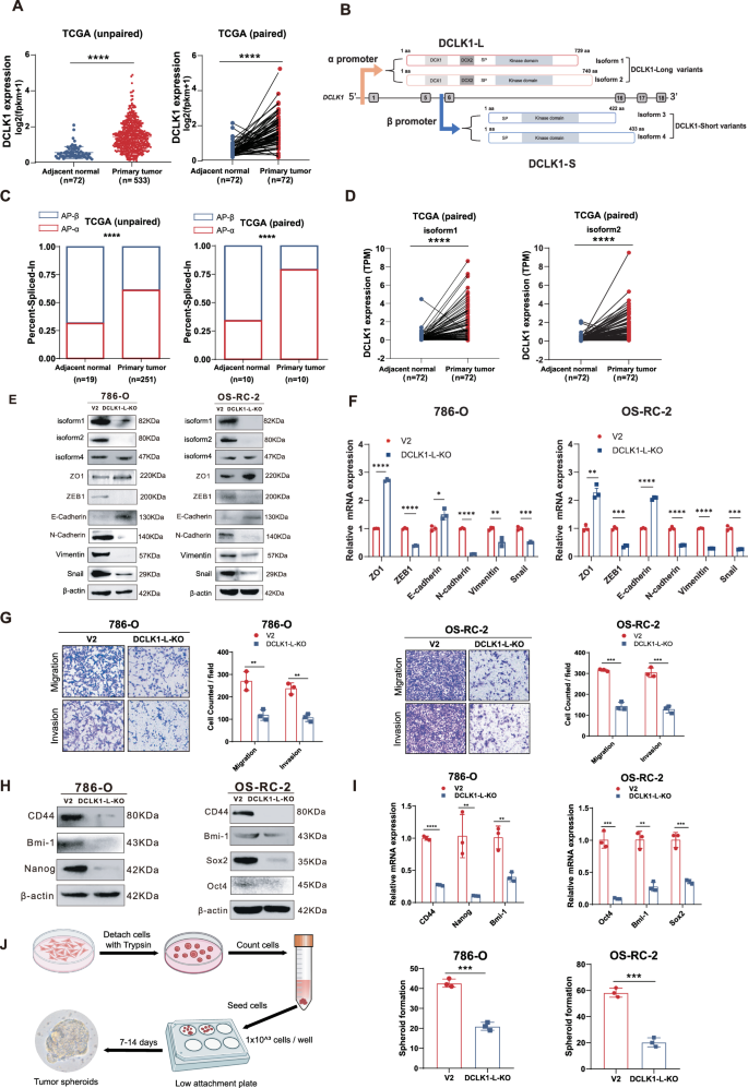 Fig. 1: Hyperactivation and alternative-promoter switch of DCLK1 towards the long isoform in ccRCC tumorigenesis.