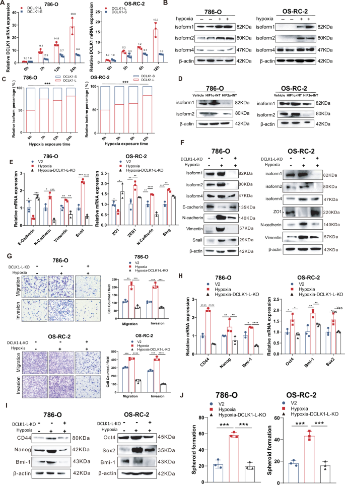 Fig. 2: Hypoxia signaling governs DCLK1 activation and α-promoter preference in a HIF2α dependent manner, and DCLK1-L mediates hypoxia-activated cancer stemness and aggressiveness in ccRCC.