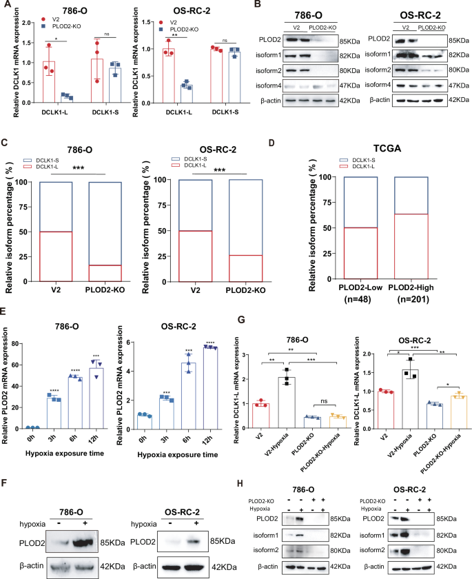 Fig. 3: HIF2α-downstream PLOD2 mediates hypoxia preferential activation of DCLK1-L.