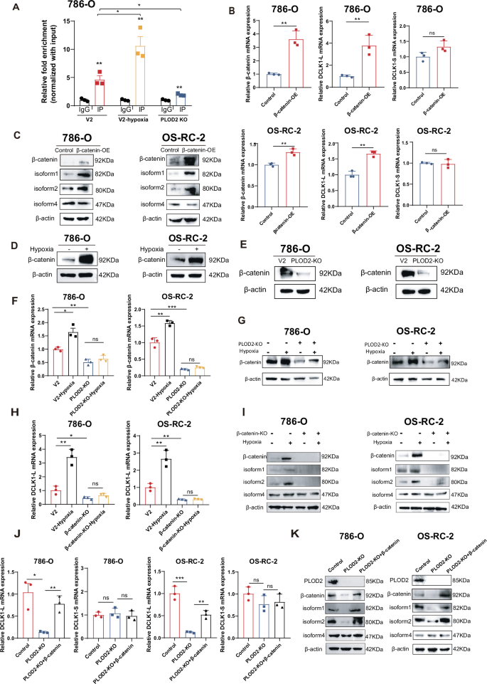 Fig. 4: The hypoxia-HIF2α-PLOD2 axis preferentially drives DCLK1-L activation via β-catenin.