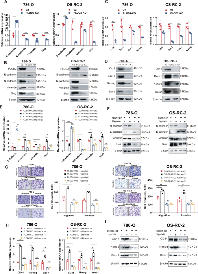 Fig. 5: PLOD2 mediates hypoxia-activated cancer stemness and invasiveness.