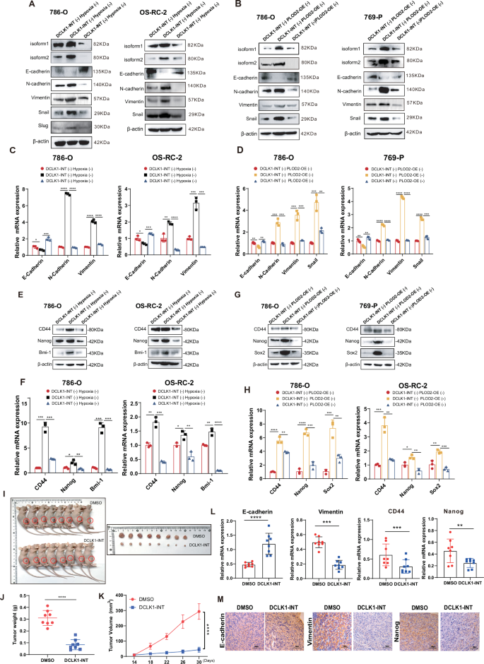 Fig. 8: Pharmacologically targeting DCLK1 attenuates the malignance of hypoxic PLOD2-rich ccRCCs in vitro and in vivo.