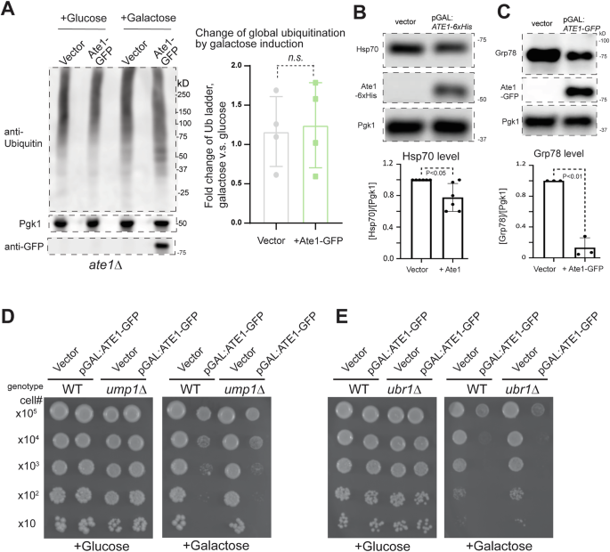 Fig. 10: Ate1-overexpression does not lead to elevation of global ubiquitination and Ate1-induced cell death is not directly dependent on the functions of the ubiquitin-proteasome system.