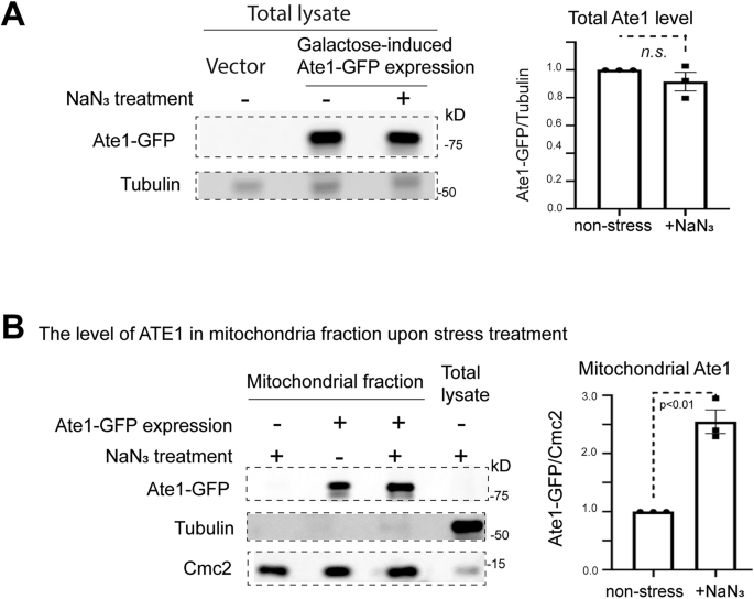 Fig. 2: Oxidative stress induced by NaN3 increases mitochondrial Ate1 localization.