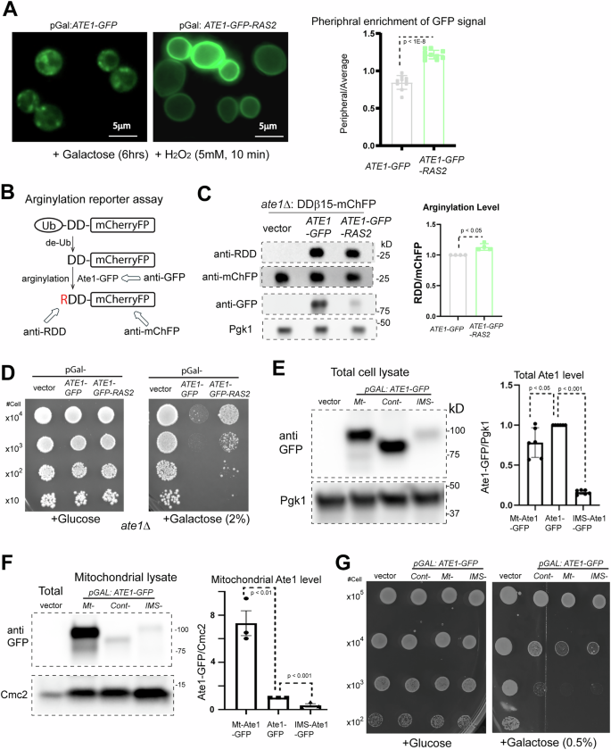 Fig. 3: The mitochondrial translocation of Ate1 is essential for the cell death induced by Ate1 over-expression.