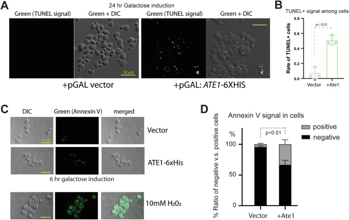 Fig. 4: Ate1-overexpression triggers cell death events with characteristics of apoptosis.
