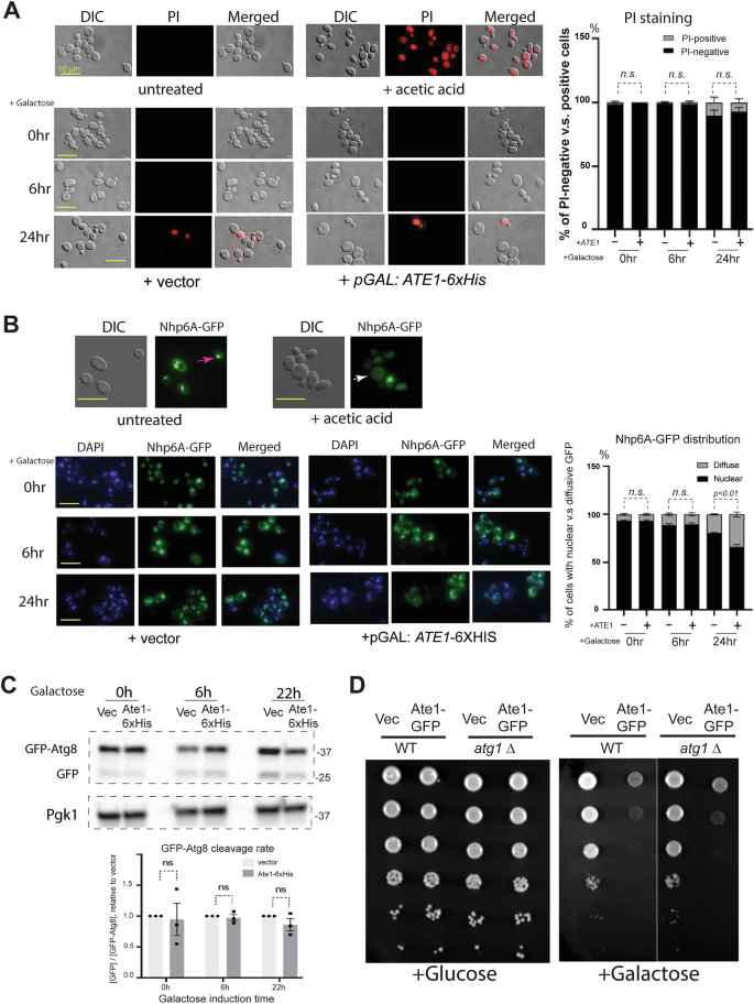 Fig. 5: Ate1-overexpression have no major effects on necrosis or autophagy.