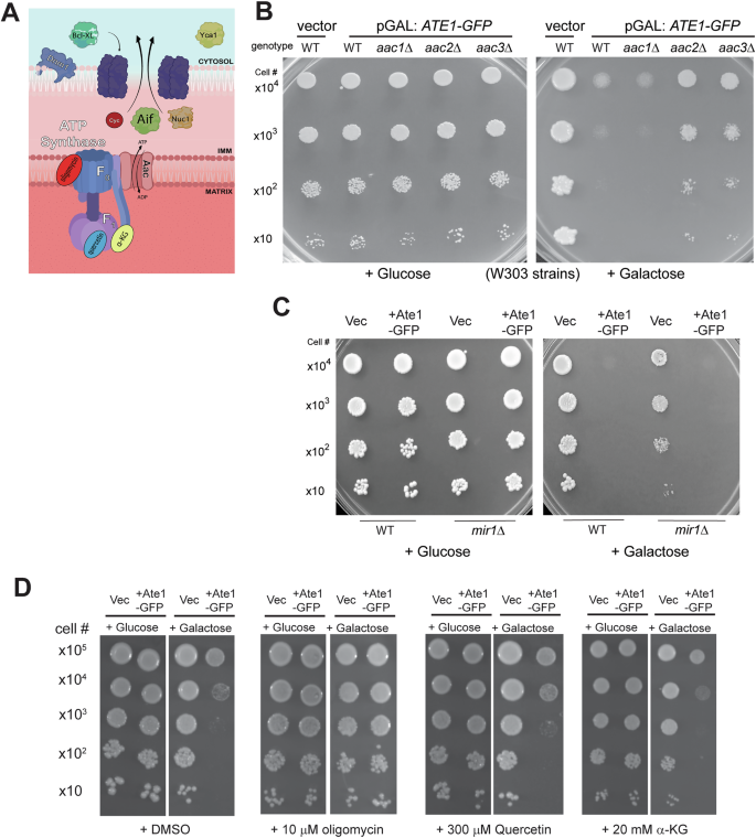 Fig. 6: Ate1-induced cell death involves mitochondrial permeabilization transition pore.