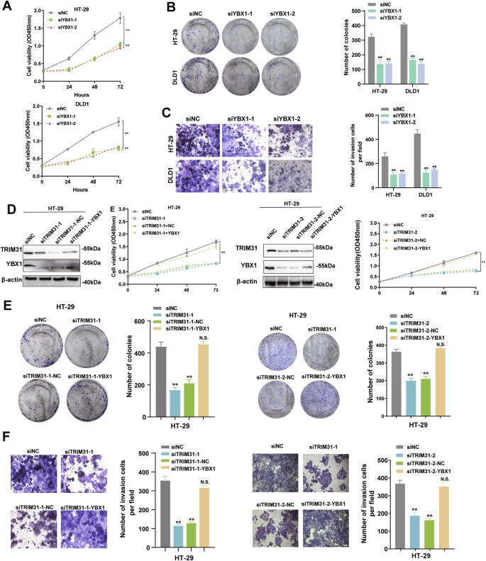 Fig. 5: TRIM31 exerts oncogenic function partially through YBX1.