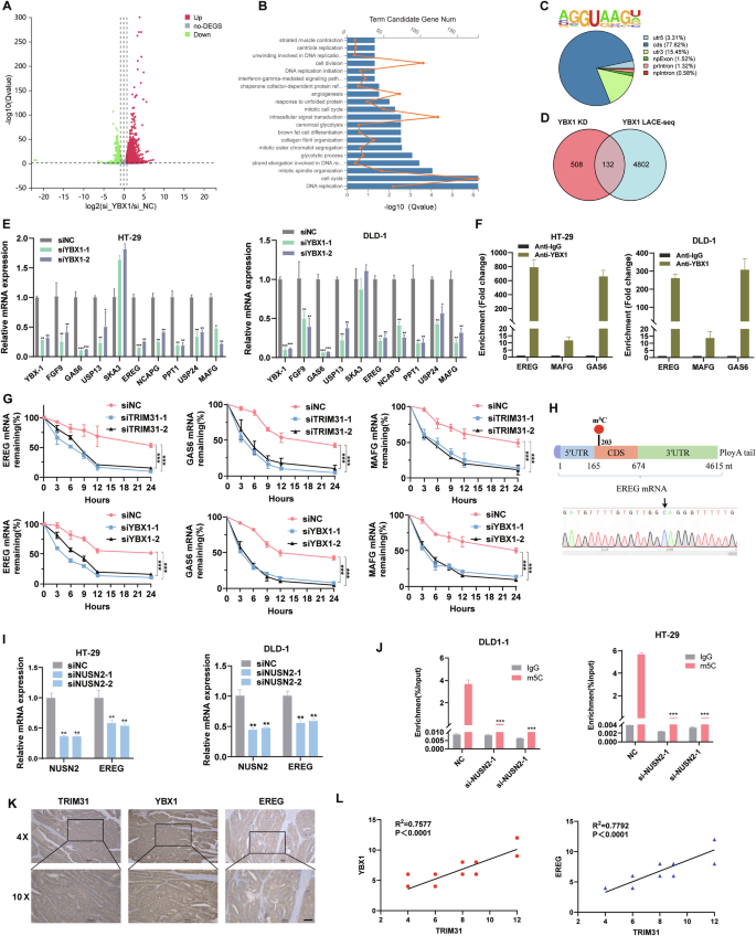 Fig. 6: YBX1 enhances the stability of EREG, MAFG, GAS6 mRNA.