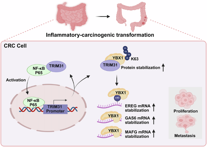 Fig. 8: A model diagram to illustrate the findings of this study.