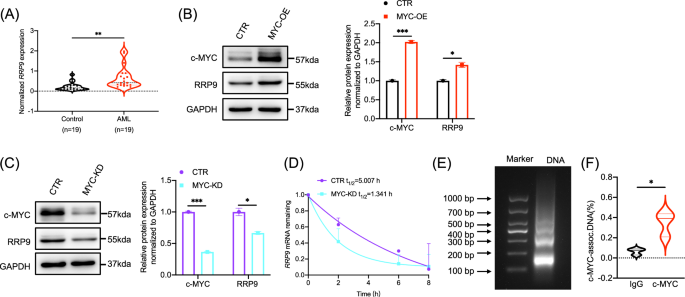 Fig. 4: The MYC signaling pathway drives the upregulation of RRP9 expression in AML.