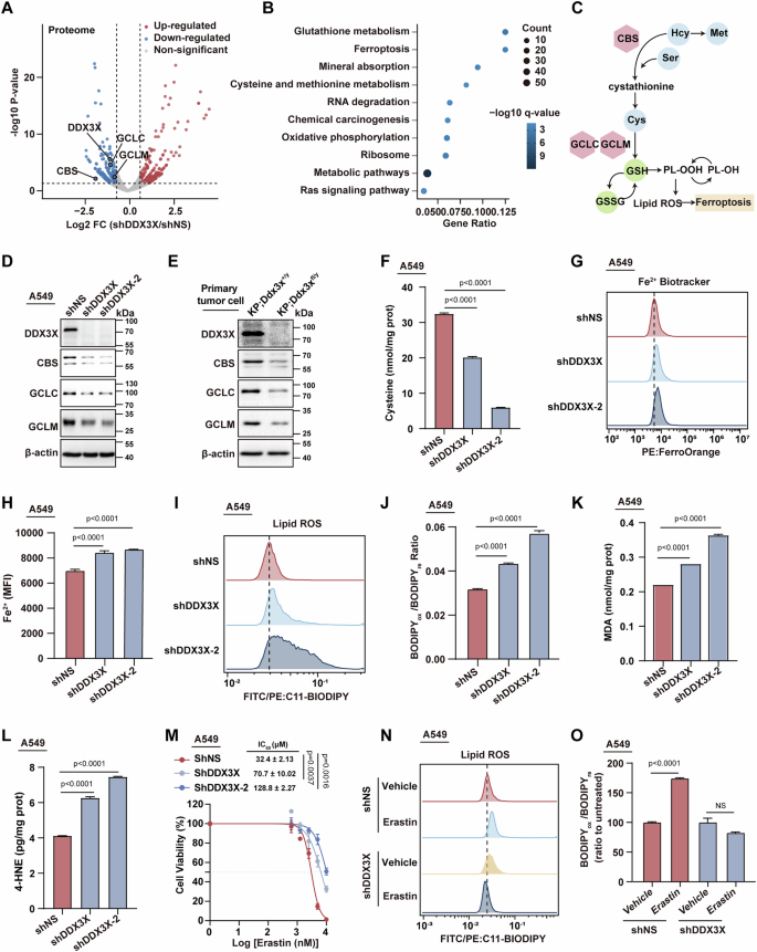 Targeting DDX3X suppresses progression of KRAS-driven lung cancer by  disrupting antioxidative homeostasis and inducing ferroptosis | Cell Death  & Disease