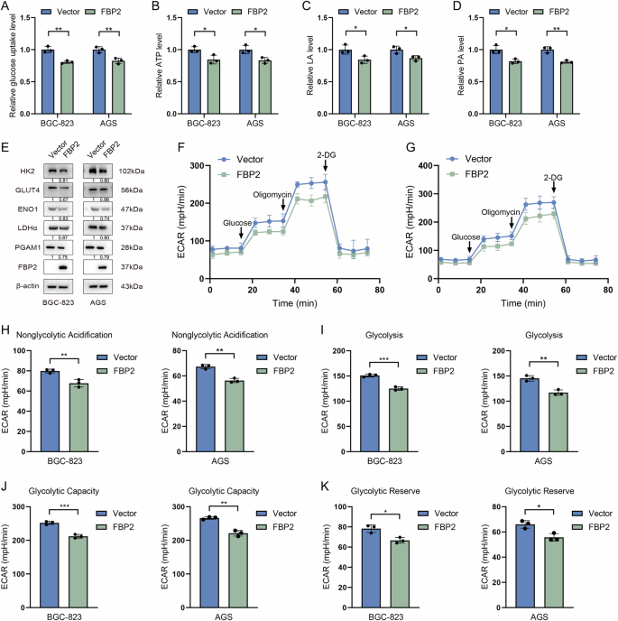 Fig. 4: FBP2 has the capability to inhibit aerobic glycolysis in GC cells.
