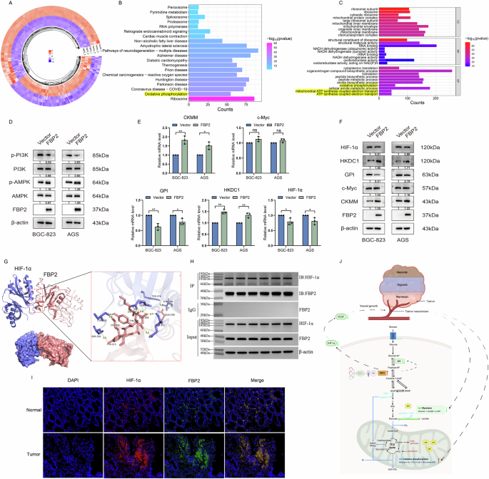 Fig. 5: Impact of FBP2 on oxidative phosphorylation in GC cells and analysis of FBP2-interacting proteins.