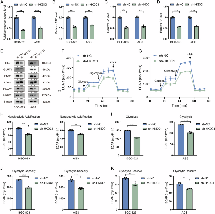 Fig. 7: sh-HKDC1 has the capability to inhibit aerobic glycolysis in GC cells.