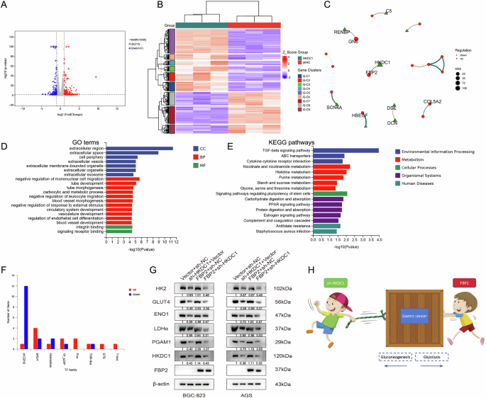 Fig. 9: Analysis of the synergistic regulatory mechanism of FBP2+sh-HKDC1 on GC.