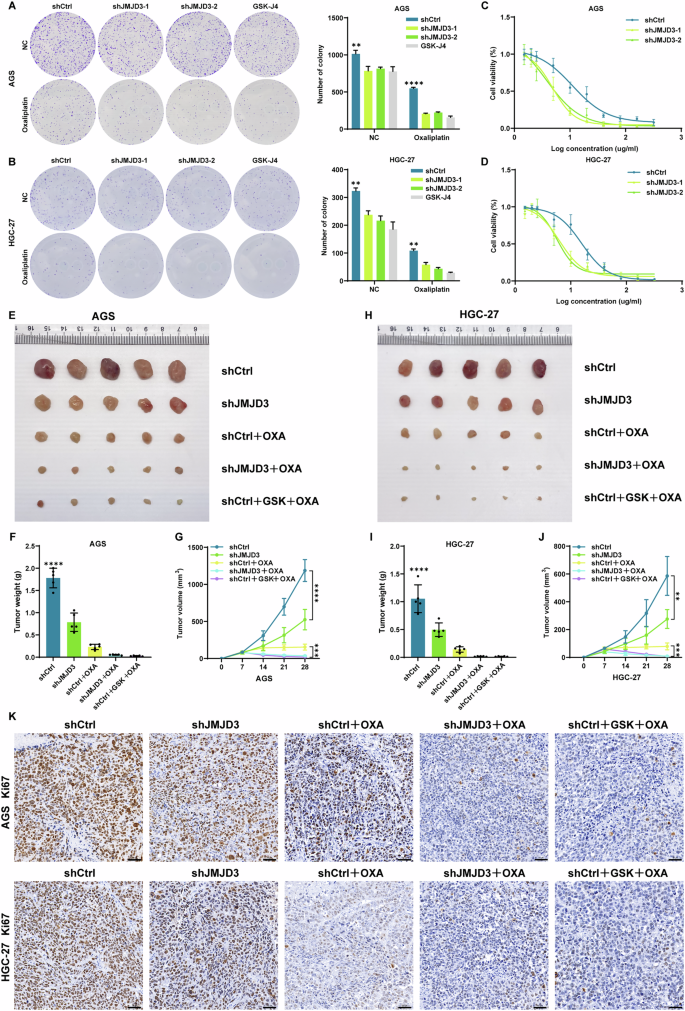 Fig. 2: JMJD3 suppresses the chemosensitivity of gastric cancer cells to OXA.