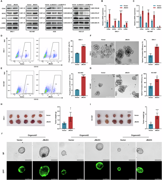 Fig. 3: JMJD3 maintains the stemness of gastric cancer cells.
