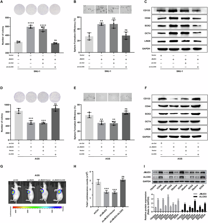 Fig. 5: JMJD3 maintains gastric cancer cell stemness by upregulating ALOX5.
