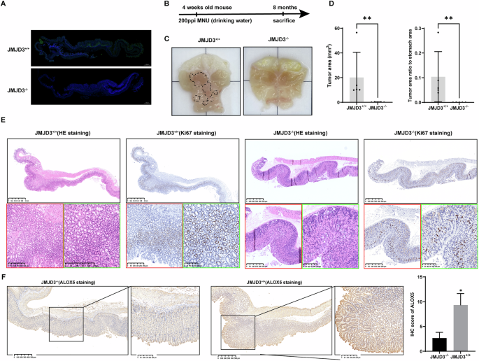 Fig. 6: Knocking out JMJD3 in mouse gastric epithelium inhibits tumor development.
