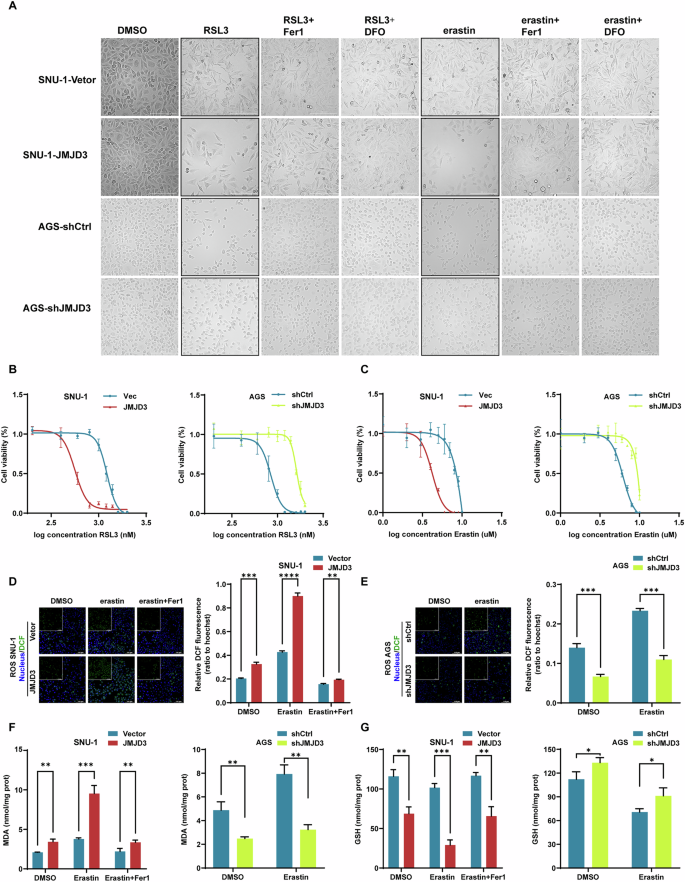 Fig. 7: JMJD3 confers ALOX5-dependent ferroptosis sensitivity in gastric cancer cells.
