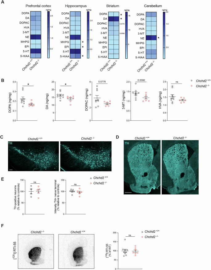 Fig. 2: CHCHD2 ablation affects the levels of monoamine neurotransmitters in the brain of male mice.