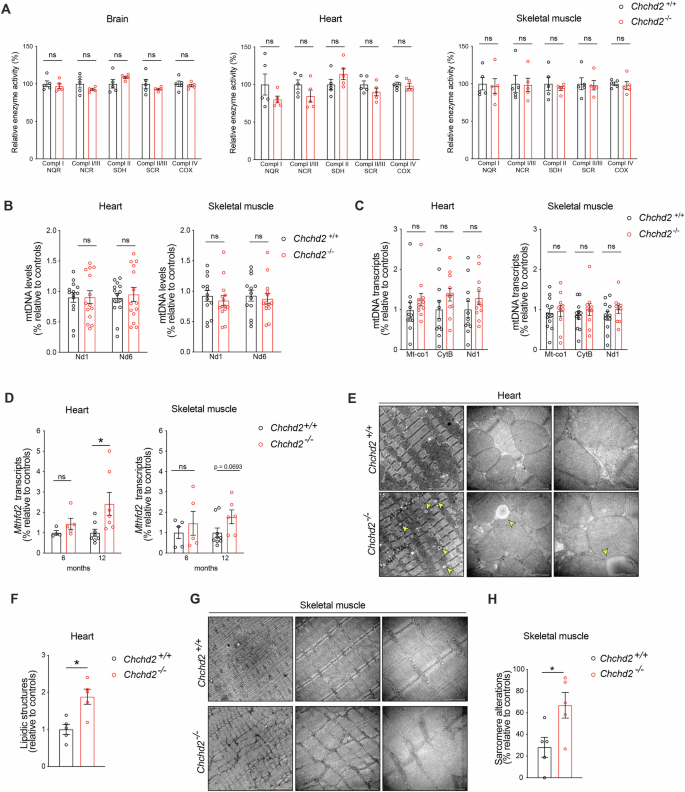 Fig. 3: Chchd2 knockout mice have normal OXPHOS activity but present mild alterations in tissue composition and morphology.