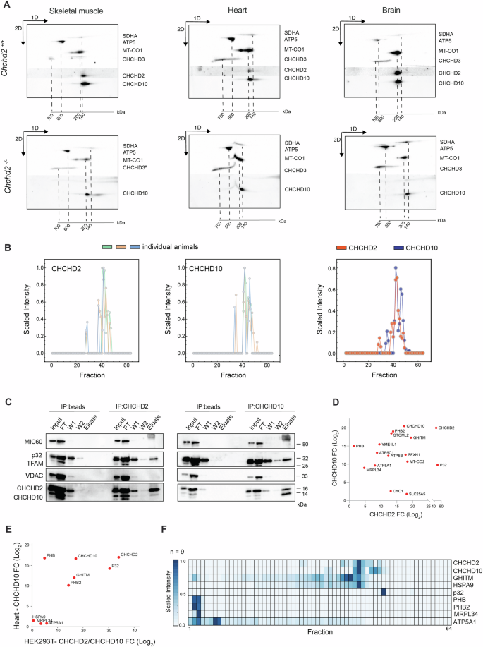 Fig. 5: In vivo CHCHD2 and CHCHD10 are fully assembled into a large complex.