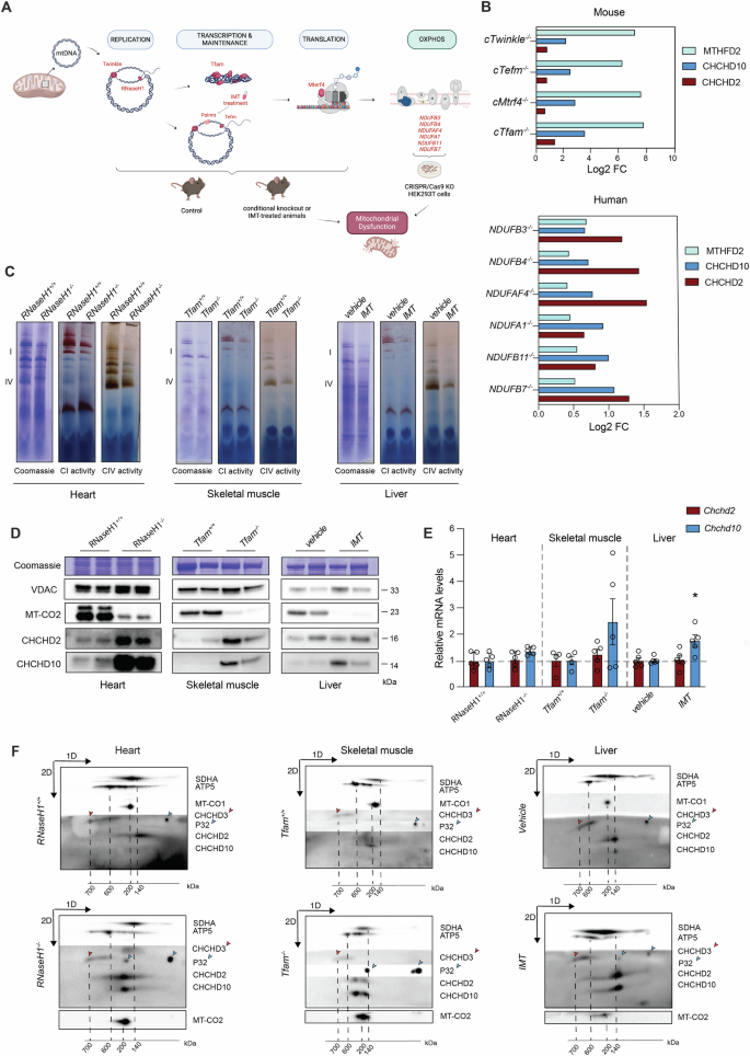 Fig. 6: The levels and the size of the CHCHD2-CHCHD10 protein complex are modulated in response to mitochondrial damage.