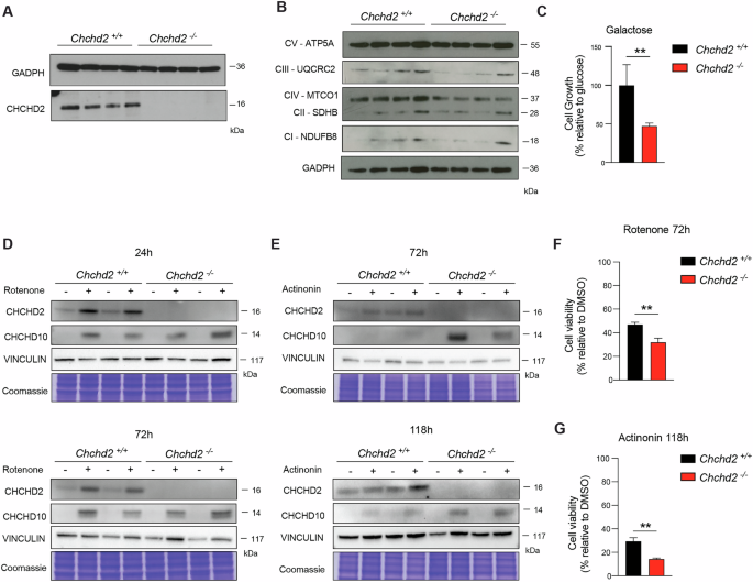 Fig. 7: CHCHD2 is required to sustain cell viability under mitochondrial stress conditions.