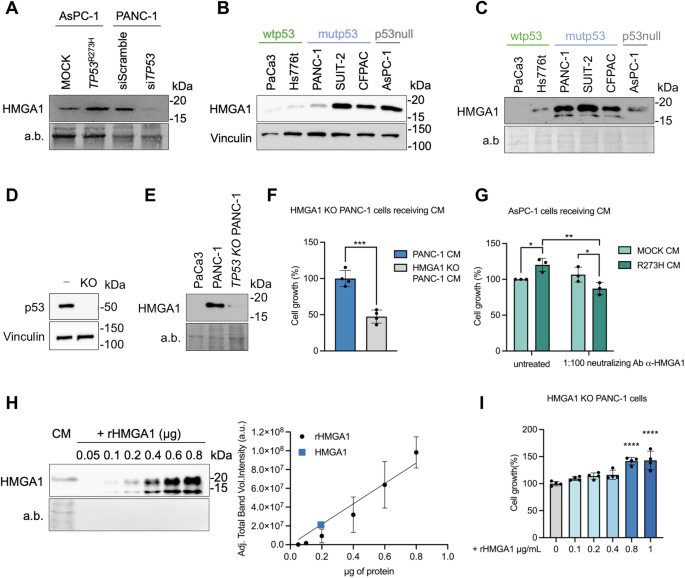 Fig. 2: Mutp53 drives tumor proliferation through the secretion of HMGA1.