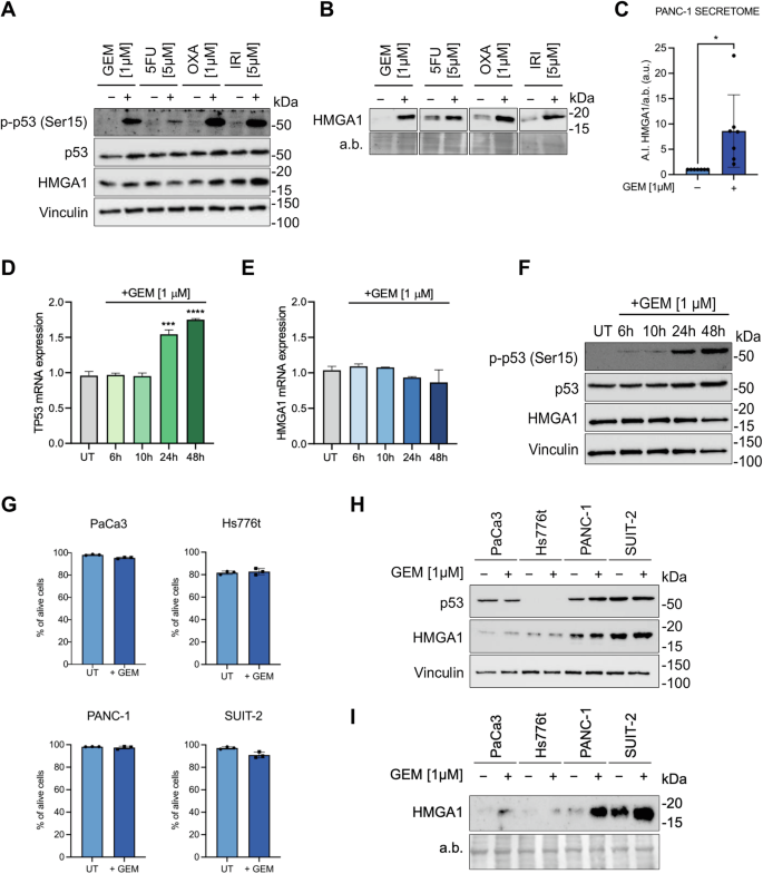 Fig. 3: Chemotherapeutic drugs promotes HMGA1 hypersecretion in mutp53 PDAC cells.