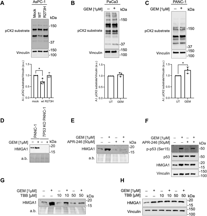 Fig. 4: Opposing roles of wild-type and mutant p53 in CK2-mediated HMGA1 secretion.