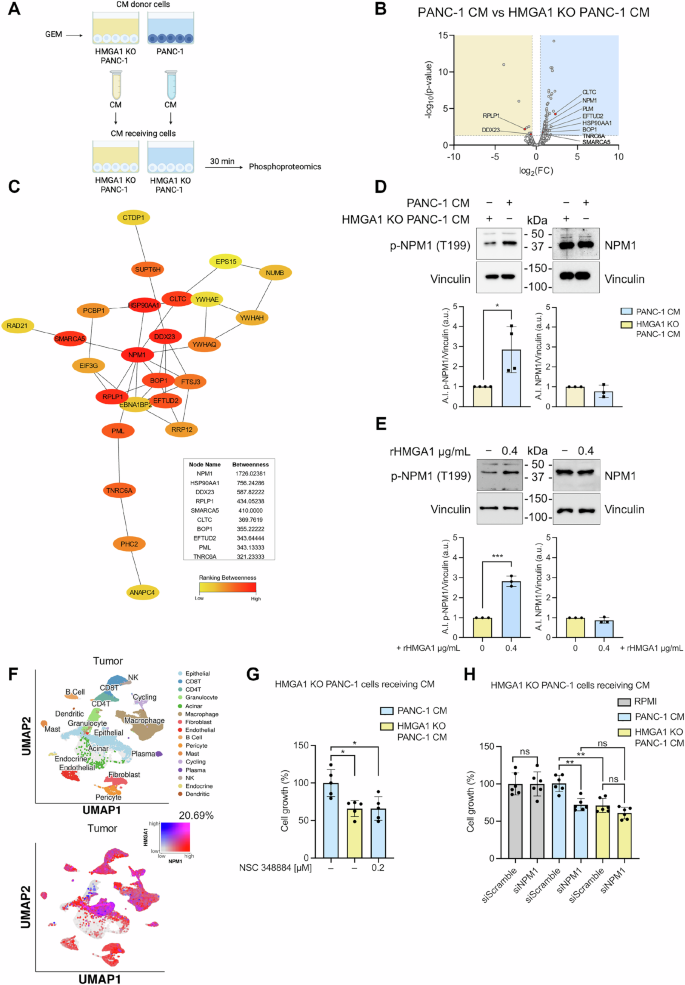 Fig. 5: Phosphoproteomic profiling uncovers the HMGA1-NPM1 axis as a crucial driver of tumorigenesis.