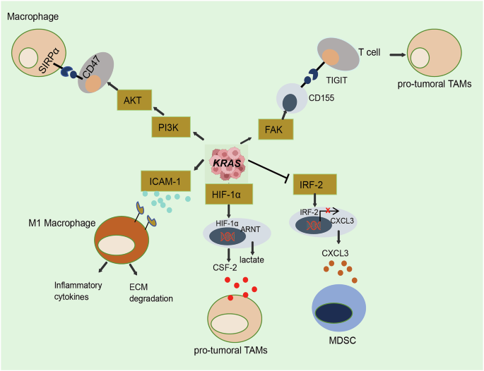 Fig. 1: Effects of KRAS on the phenotype and function of TAMs.