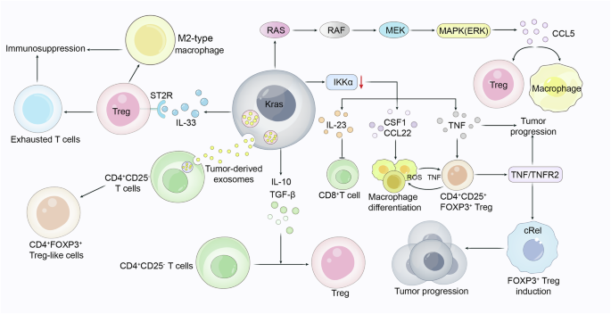 Fig. 2: KRAS regulates the pro-tumoral functions of Treg cells.