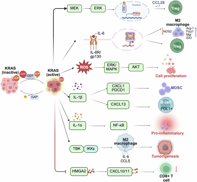 Fig. 3: KRAS-induced inflammation in cancer.