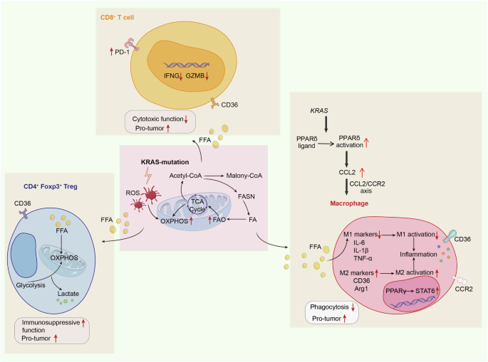 Fig. 4: KRAS affects the TME by regulating lipid metabolism.