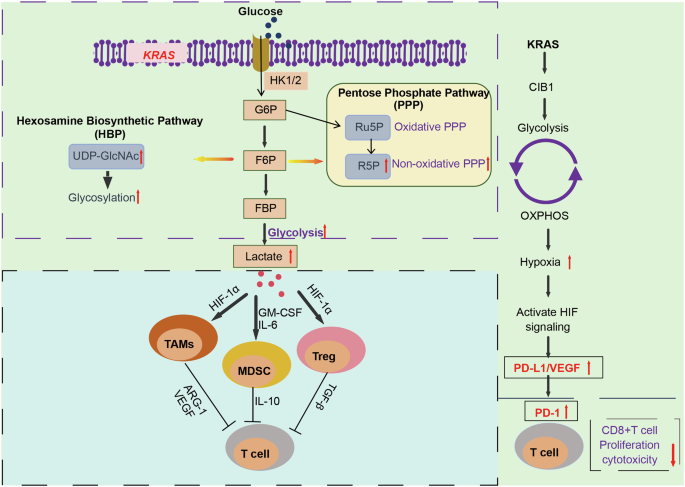 Fig. 5: KRAS affects the TME by modulating glucose metabolism.